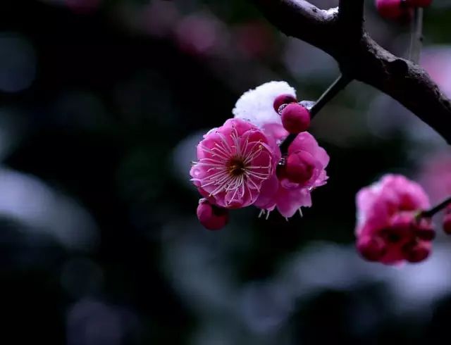 梅花是中國十大名花之首,與蘭花,竹子,菊花一起列為四君子,與松,竹並