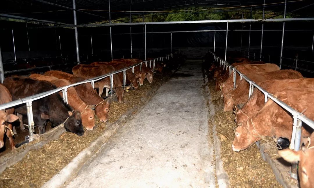 入股貴州沿河梓瑜生態農業有限公司在村裡擴建肉牛養殖基地,養殖