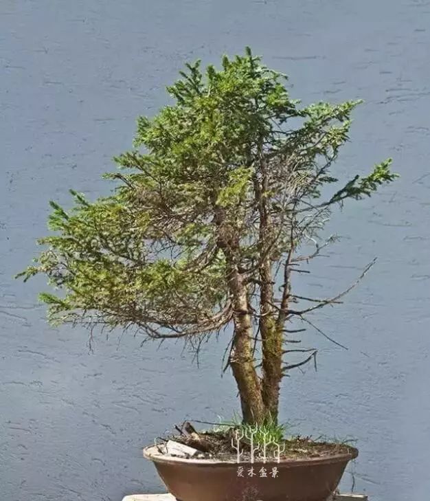 愛木盆景i雙幹南洋杉盆景成型圖錄普通變經典厲害的高手