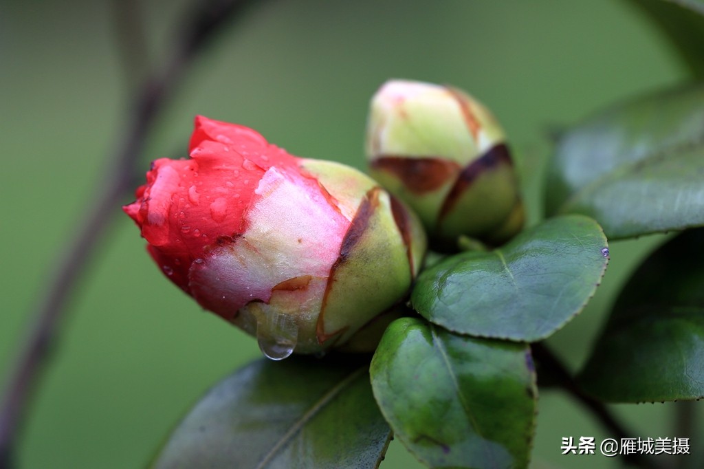 微摄茶花:雨后含苞欲放之美