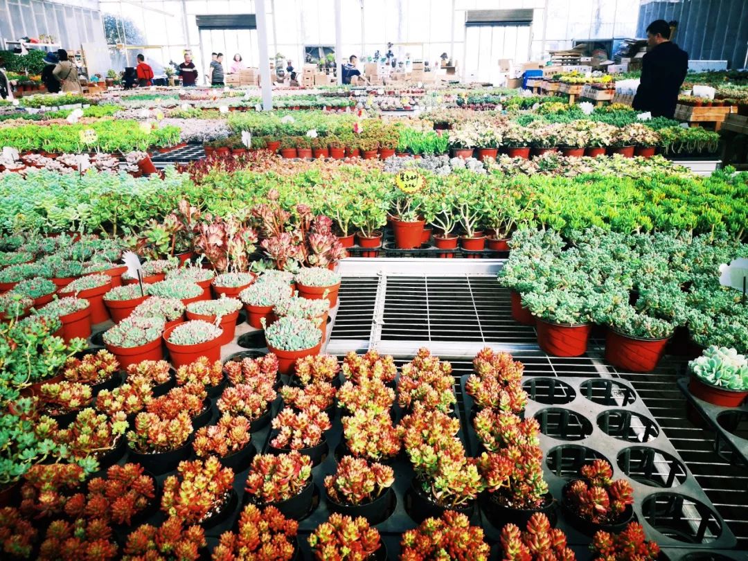 西安花卉市场最大图片