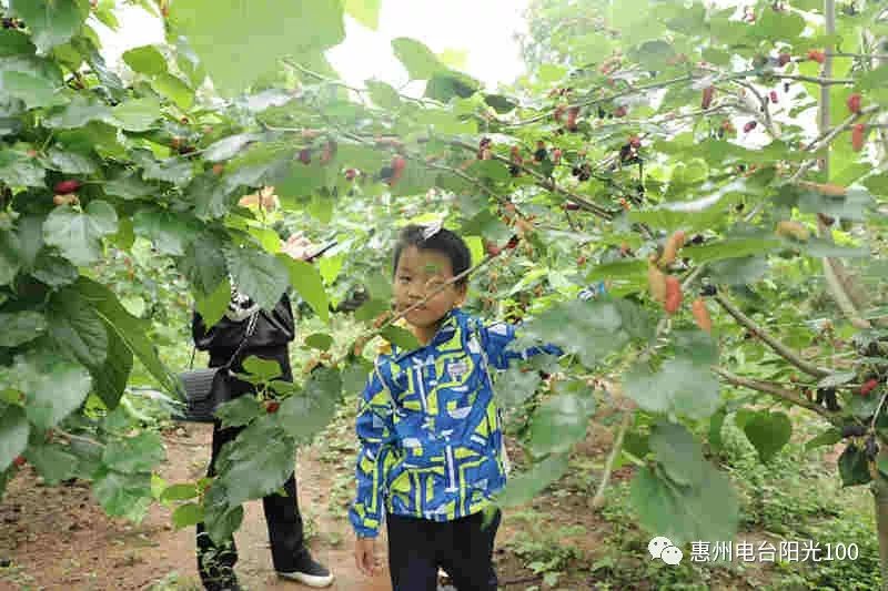 陽光100活動你知道惠州周邊哪裡有好吃的果子嗎