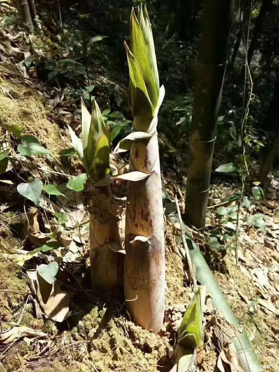 清明節前後,在大片苦竹生長的地方便會長出苦筍.