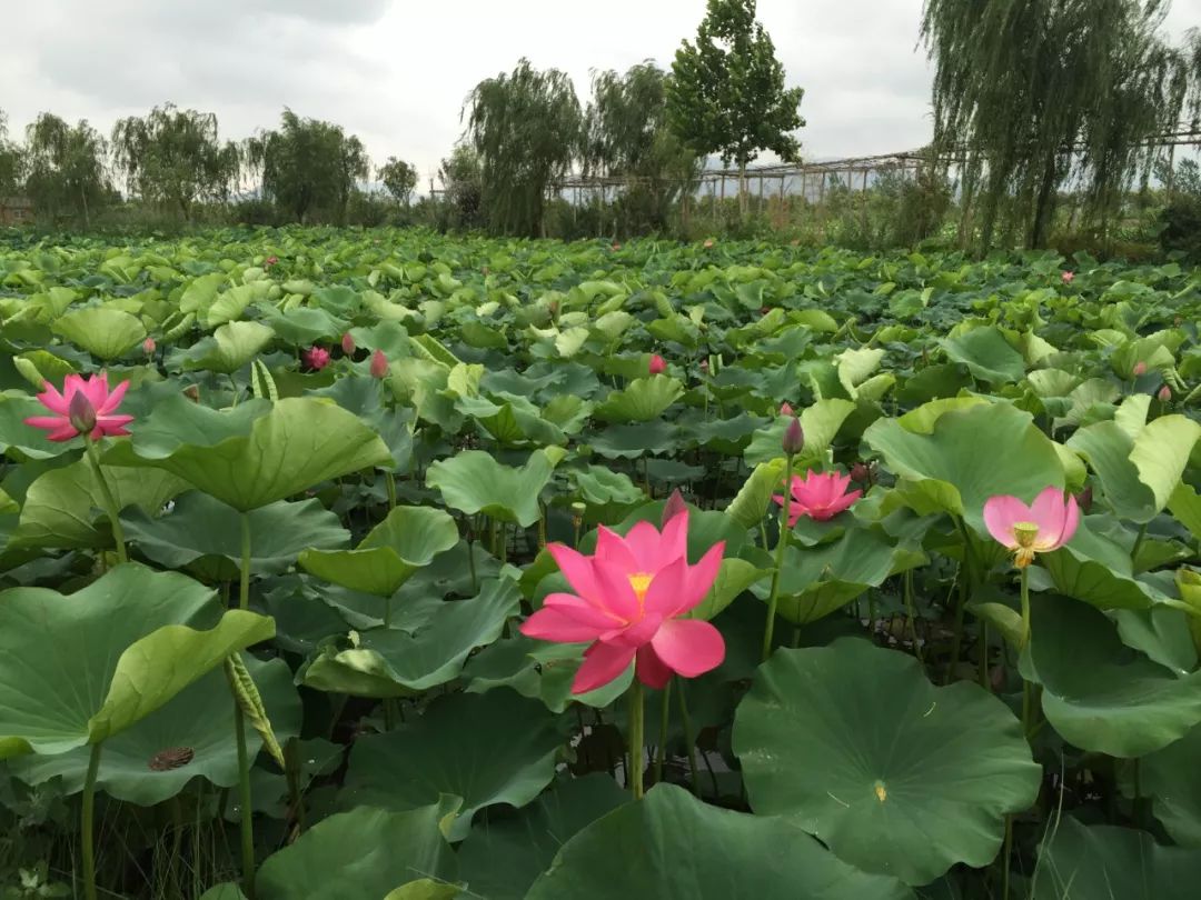 云水湾湿地公园图片