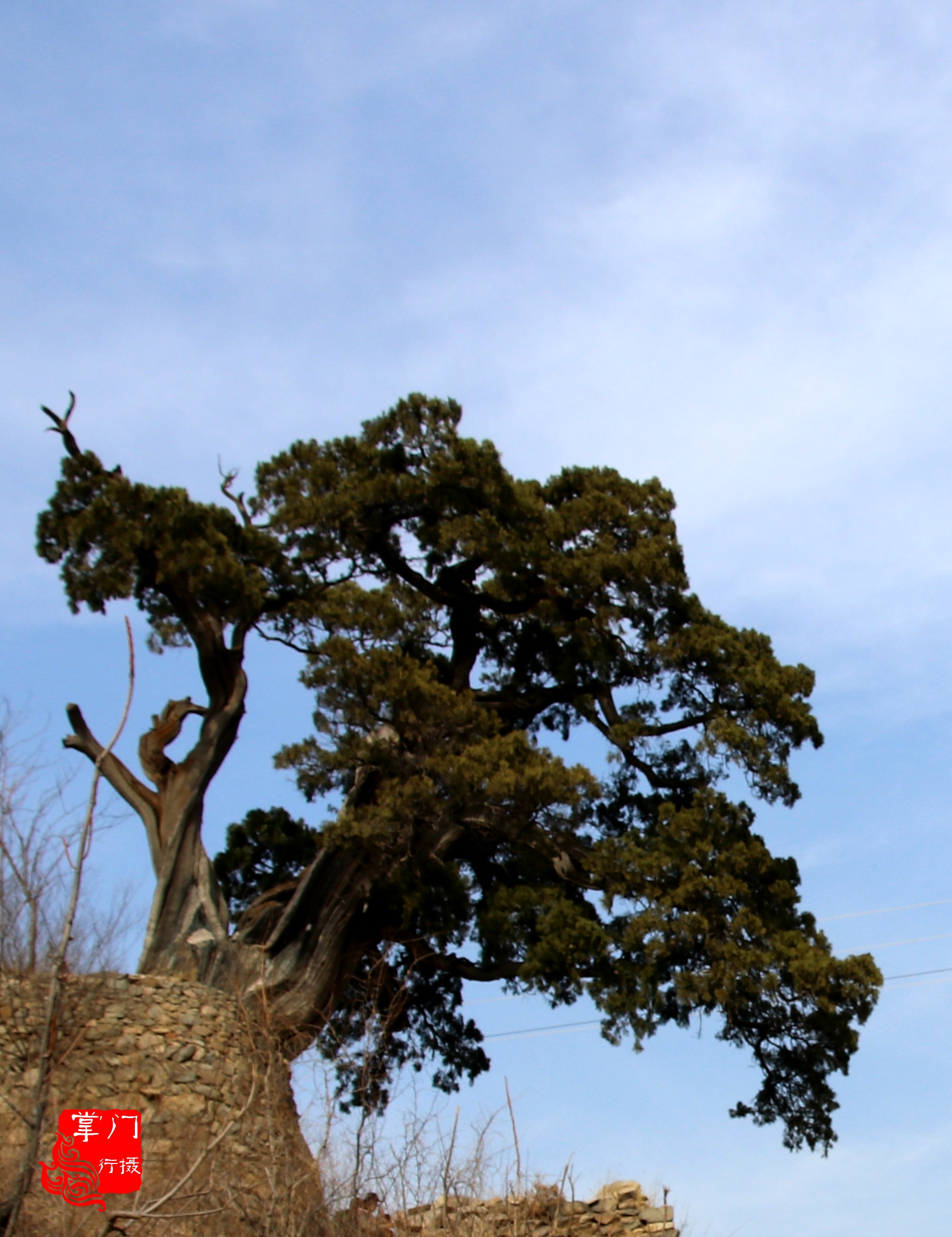 实拍京西古村落的千年灵芝柏,原是西方三圣的看门树
