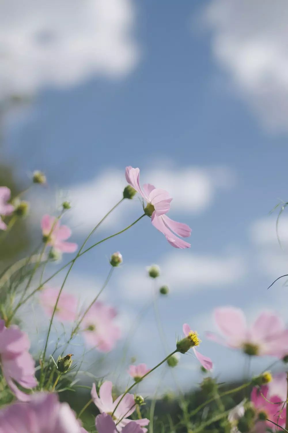 詩詞春暖花開我等你歸來