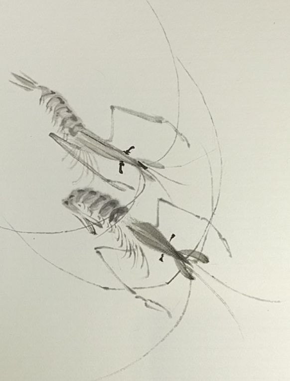 齐白石虾的画法简笔画图片