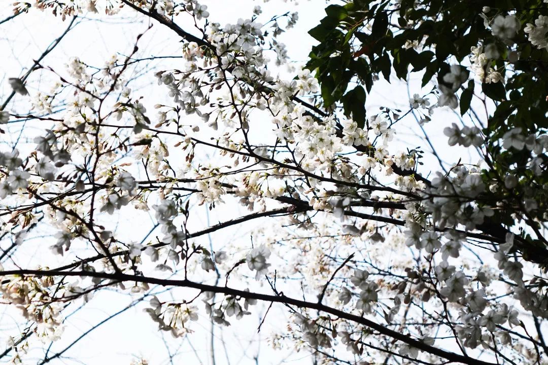 門口的紫玉蘭開得正好,垂絲海棠,山茶,櫻花靜靜在園內盛開