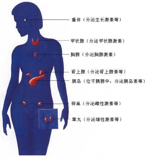 人體的腺體