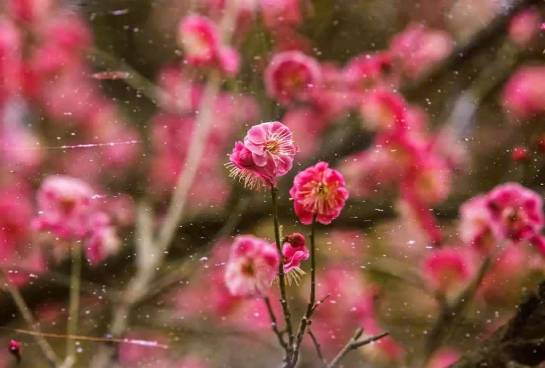 花心思花時間寶雞這個花花世界讓你看花眼