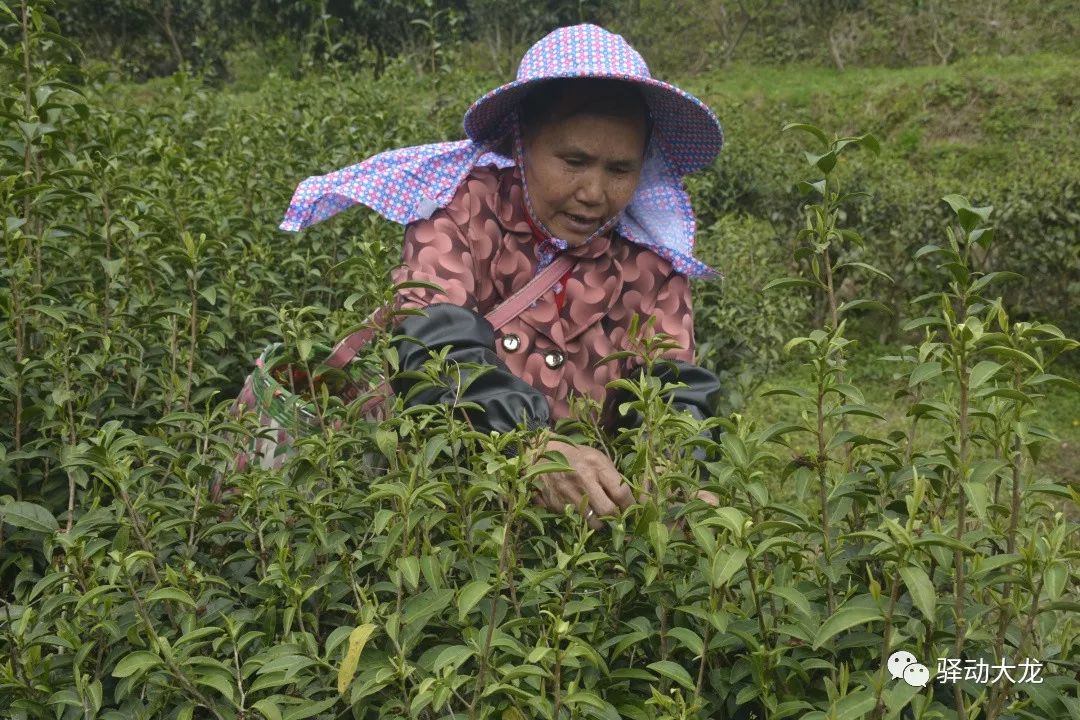 【鄉村振興 】茶葉飄香,泰寧這個鄉萬畝春茶喜開採!