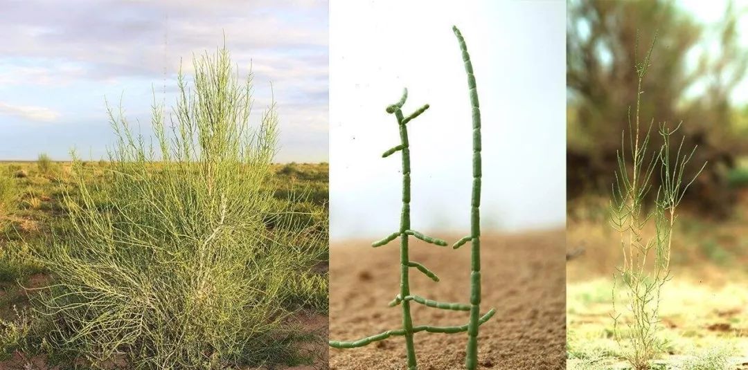 盐碱地适合种植哪些树木?