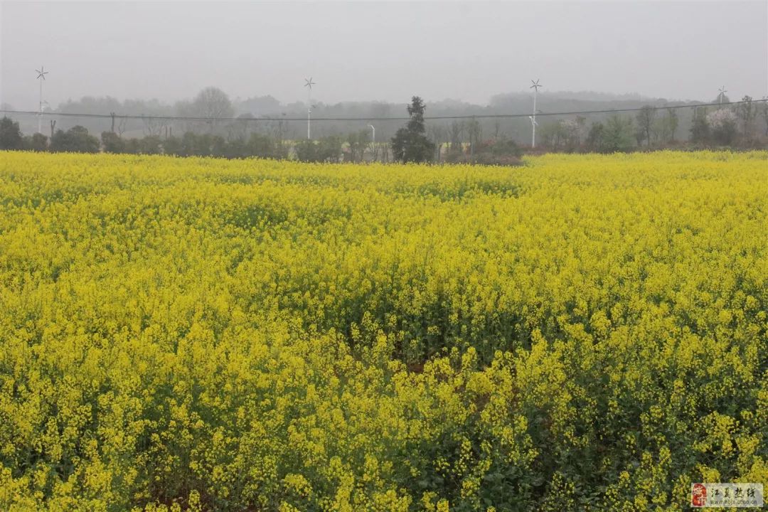 五里界油菜花位置图片