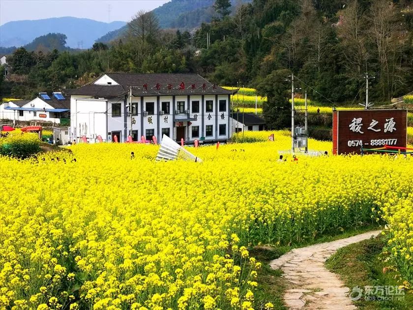 高山梯田油菜花,很有味道!目前宁波地区面积最大!