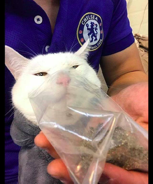 主人让猫吸猫薄荷,结果没几分钟它眼神就迷离了,直接晕了过去!