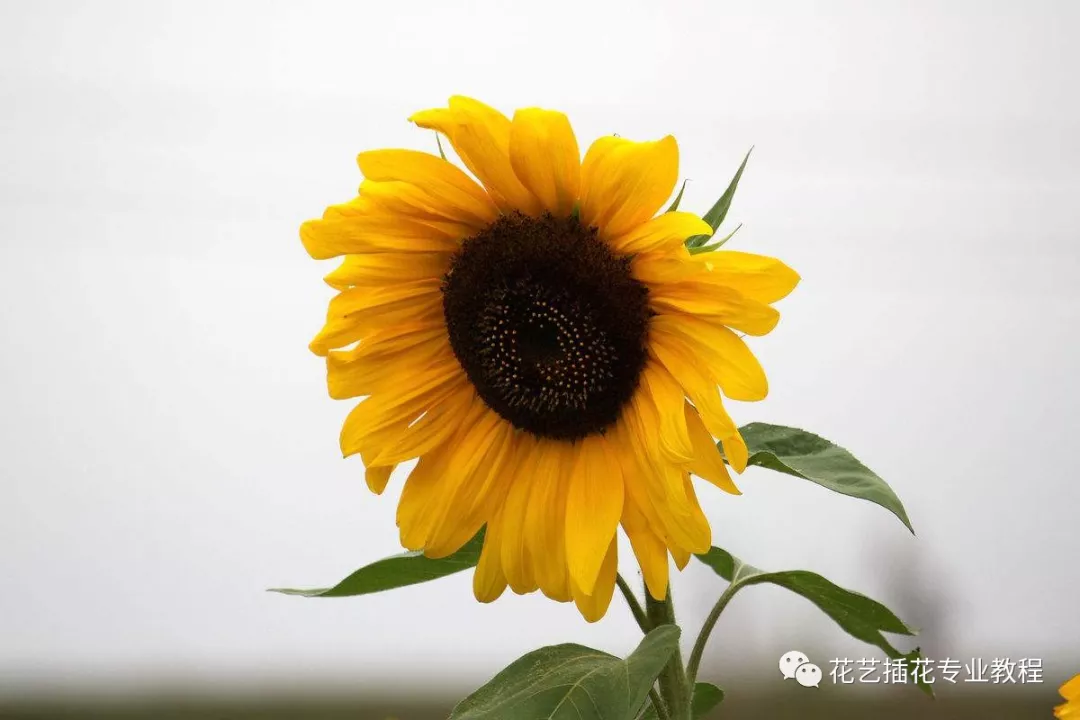 向日葵的花語以及養護小知識