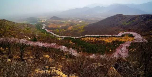 3月30日/31日 邹平樱花山 周村古商成一日游