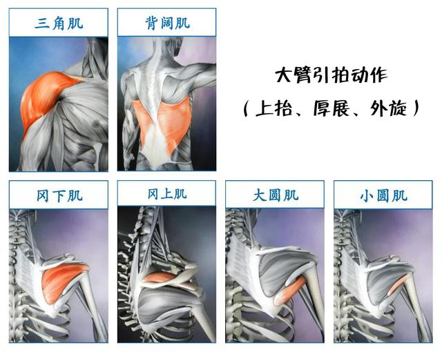 大臂的動作以肩部肌肉群為主,大臂肌肉為輔;腕關節:是手臂控制手掌和