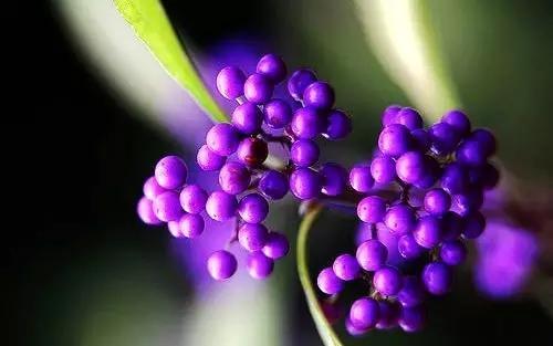 路边紫色果实的植物图片