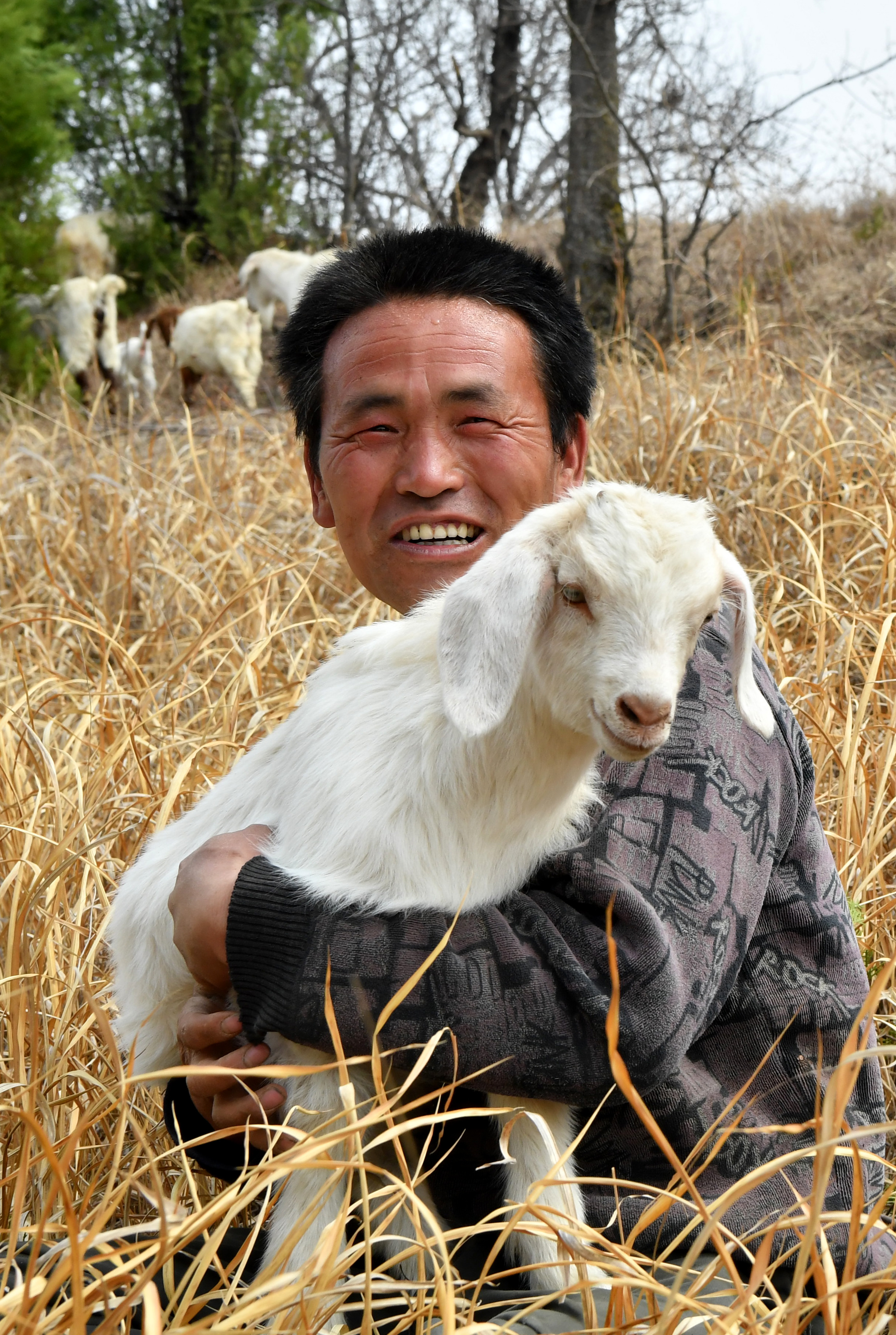 在河南省卢氏县沙河乡果角村,任当锋在山坡上放羊(3月27日摄)