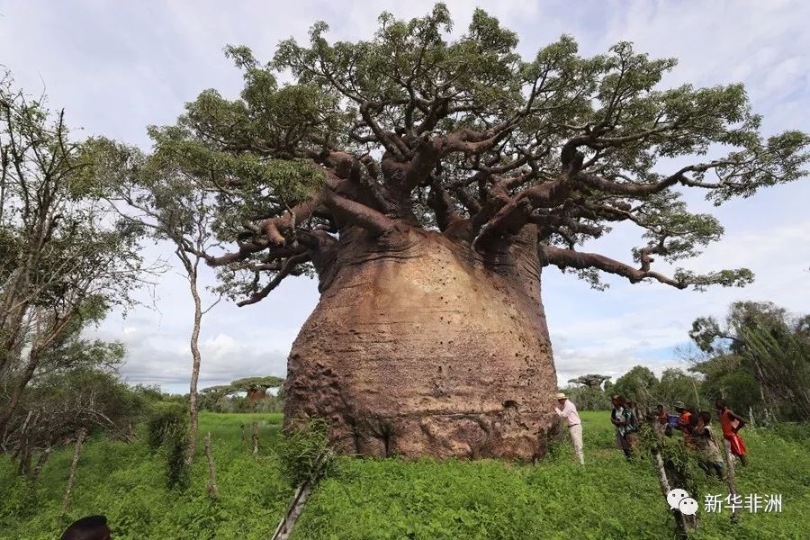 中国最大的猴面包树图片