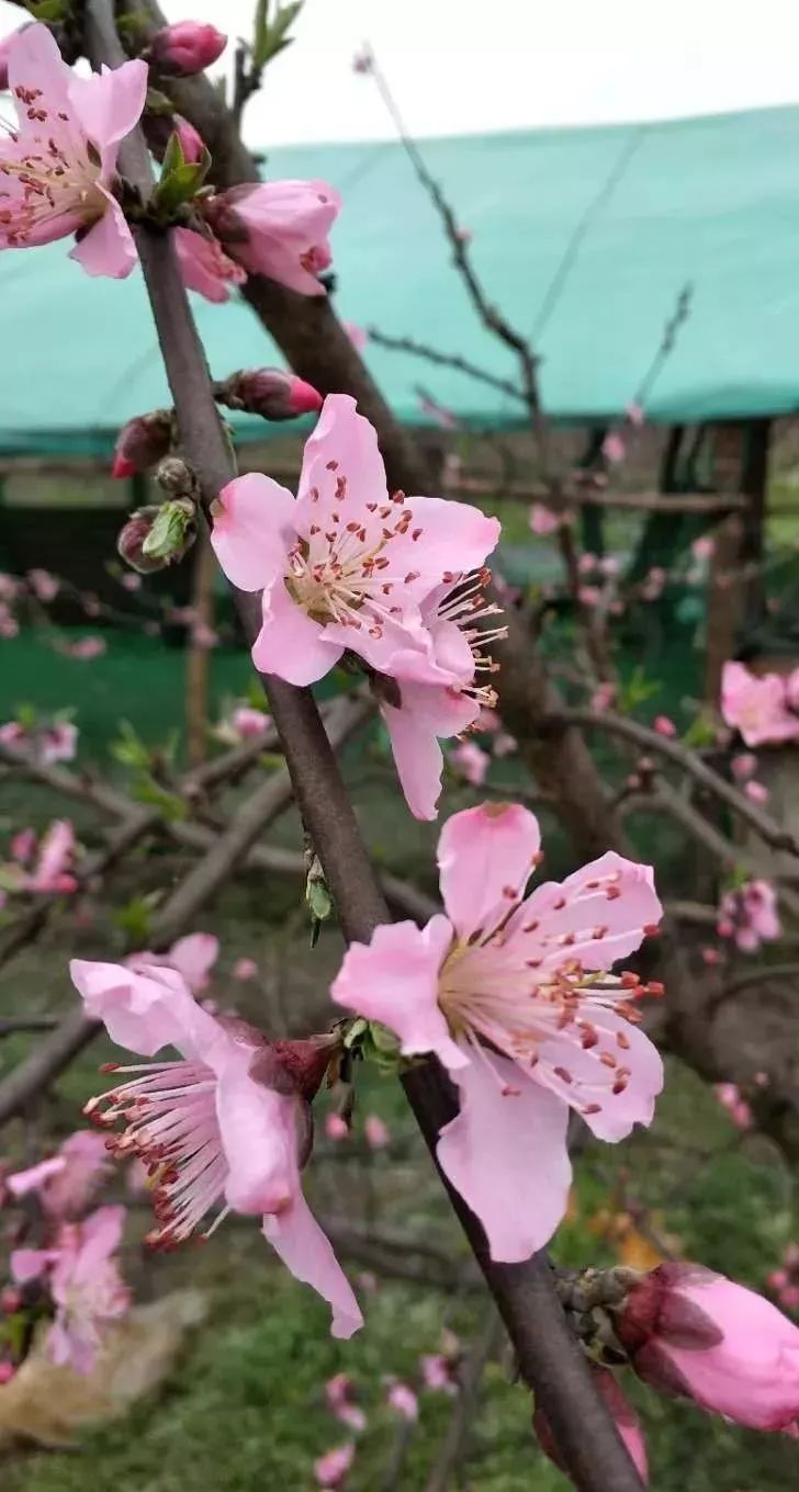 桃树花期管理要点涉及疏花辅助授粉低温预防