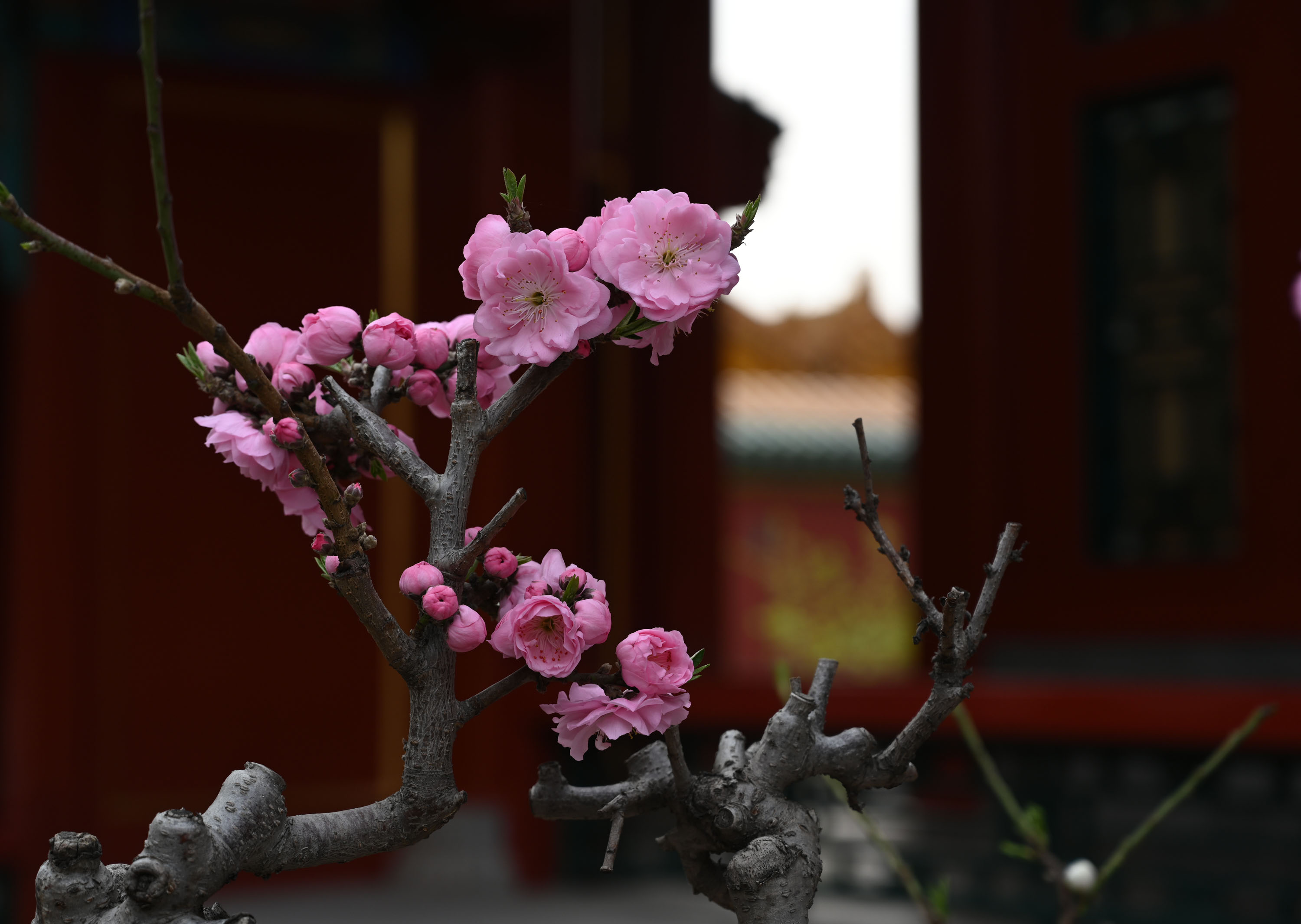 3月28日在北京故宫拍摄的海棠花