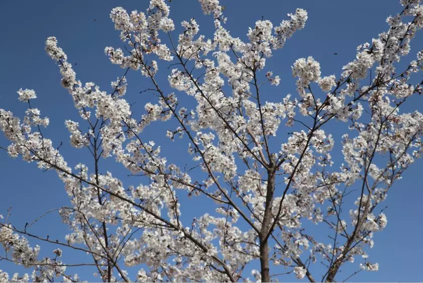 赏樱花何必去武汉峰峰网红樱花地免费开放