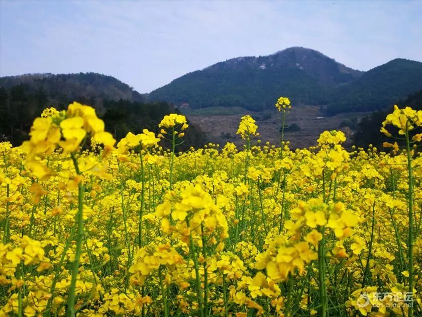 西畈村的高山梯田油菜花基地占地520多亩,2009年正式开放,是目前宁波