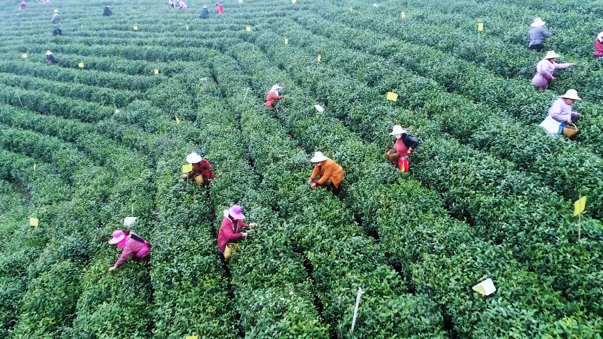 信阳茶业博览会,全国春茶产销形势分析会暨全国茶行业社团组织联席会