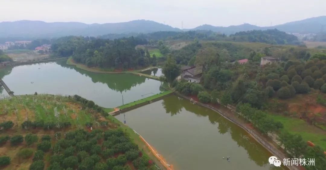 在渌口区渌口镇晓岭生态园,雨后的空气一尘不染,山林青翠旖旎,湖面