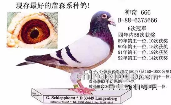 世界上最大的鸽子图片图片