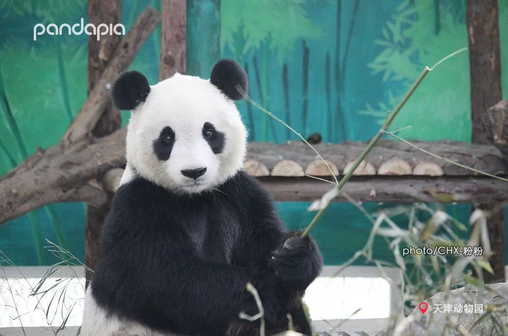 快戳来跟着小piapia一起看看全国各地的大熊猫