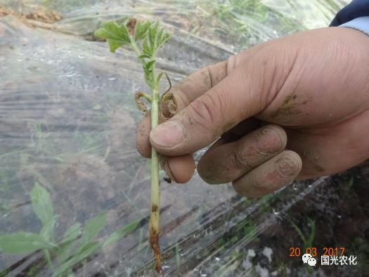 造成漚根,爛根六,定植期病蟲害管理定植期主要病害有立枯病和猝倒病