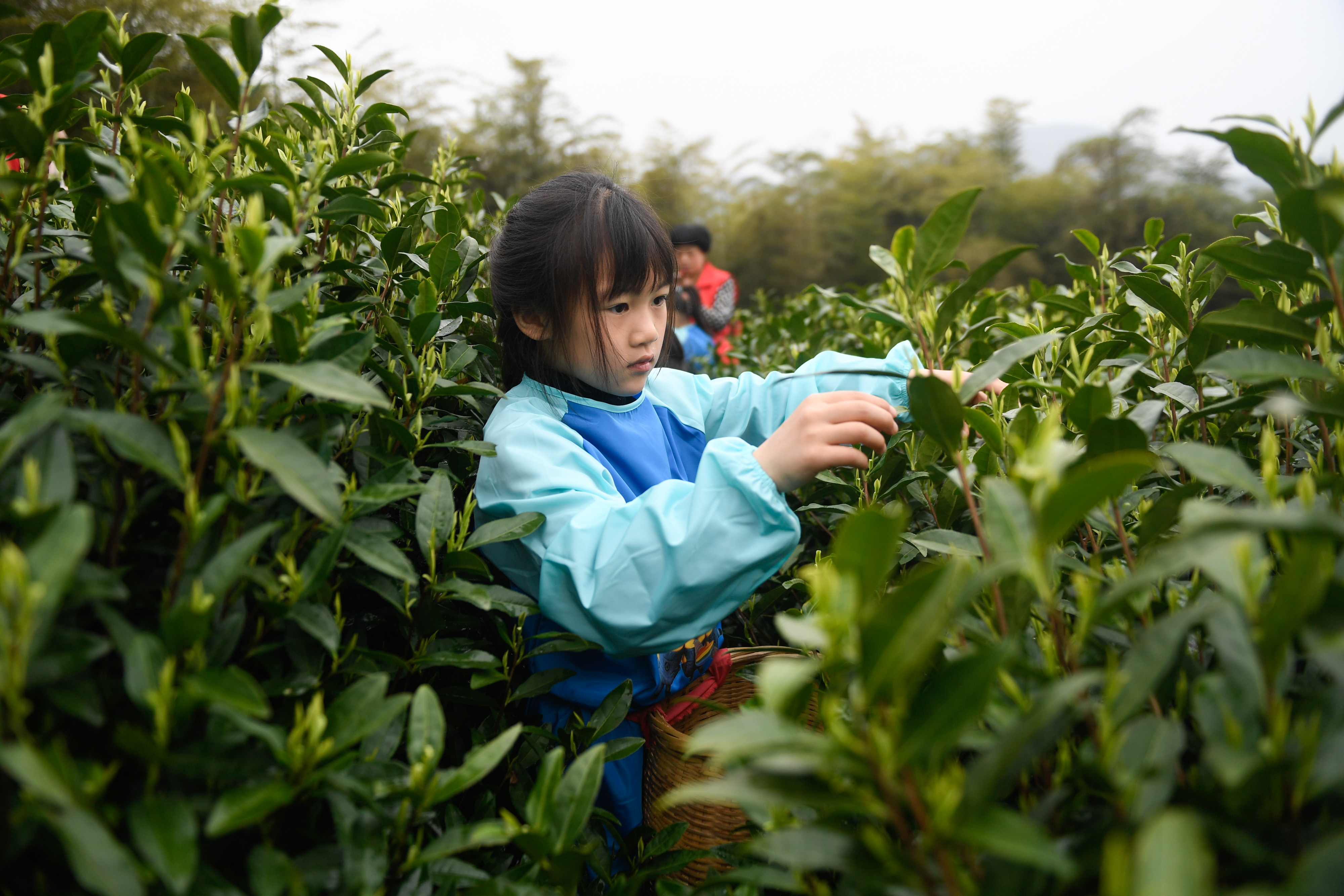 3月29日,妙西镇中心幼儿园的小朋友在关山村茶园体验采摘春茶.