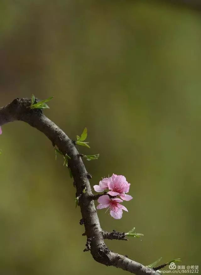 人像攝影桃花朵朵開