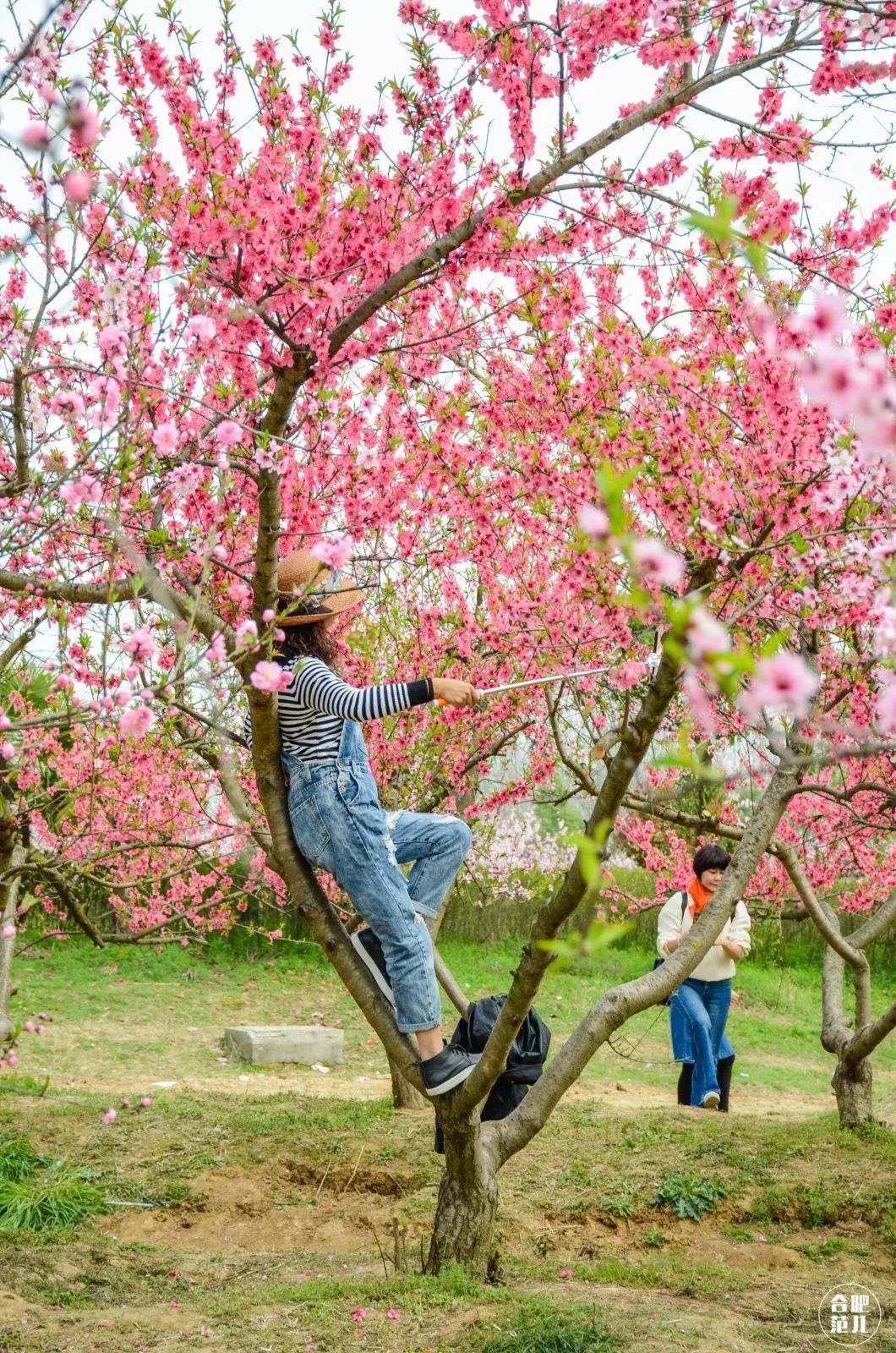 桃花树拍照姿势图片