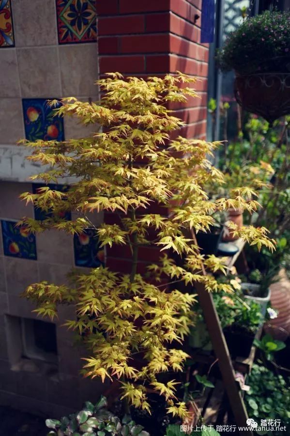 日本枫树袖锦四季变化图片