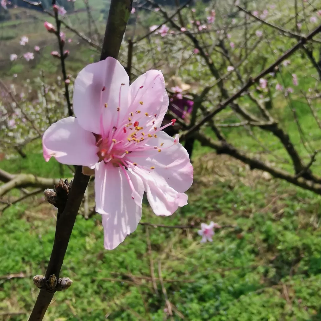 建瓯赏花攻略转发收藏