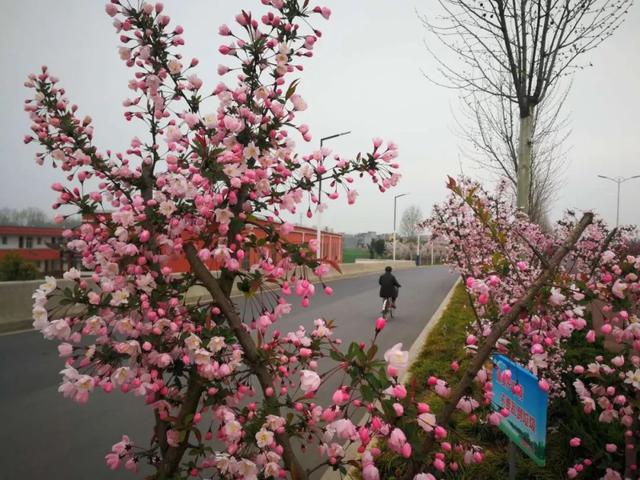 本週末西平海棠賞花指南附旅遊線路