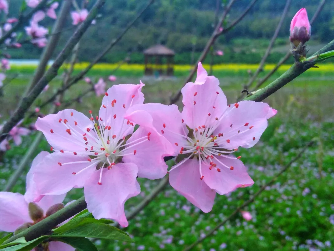 建瓯赏花攻略转发收藏