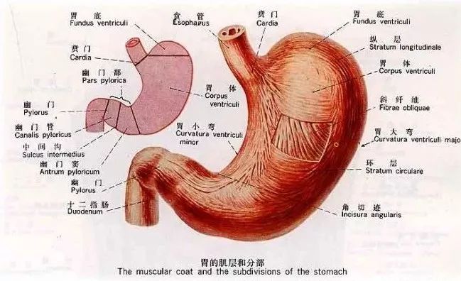 胃解剖学位置图片