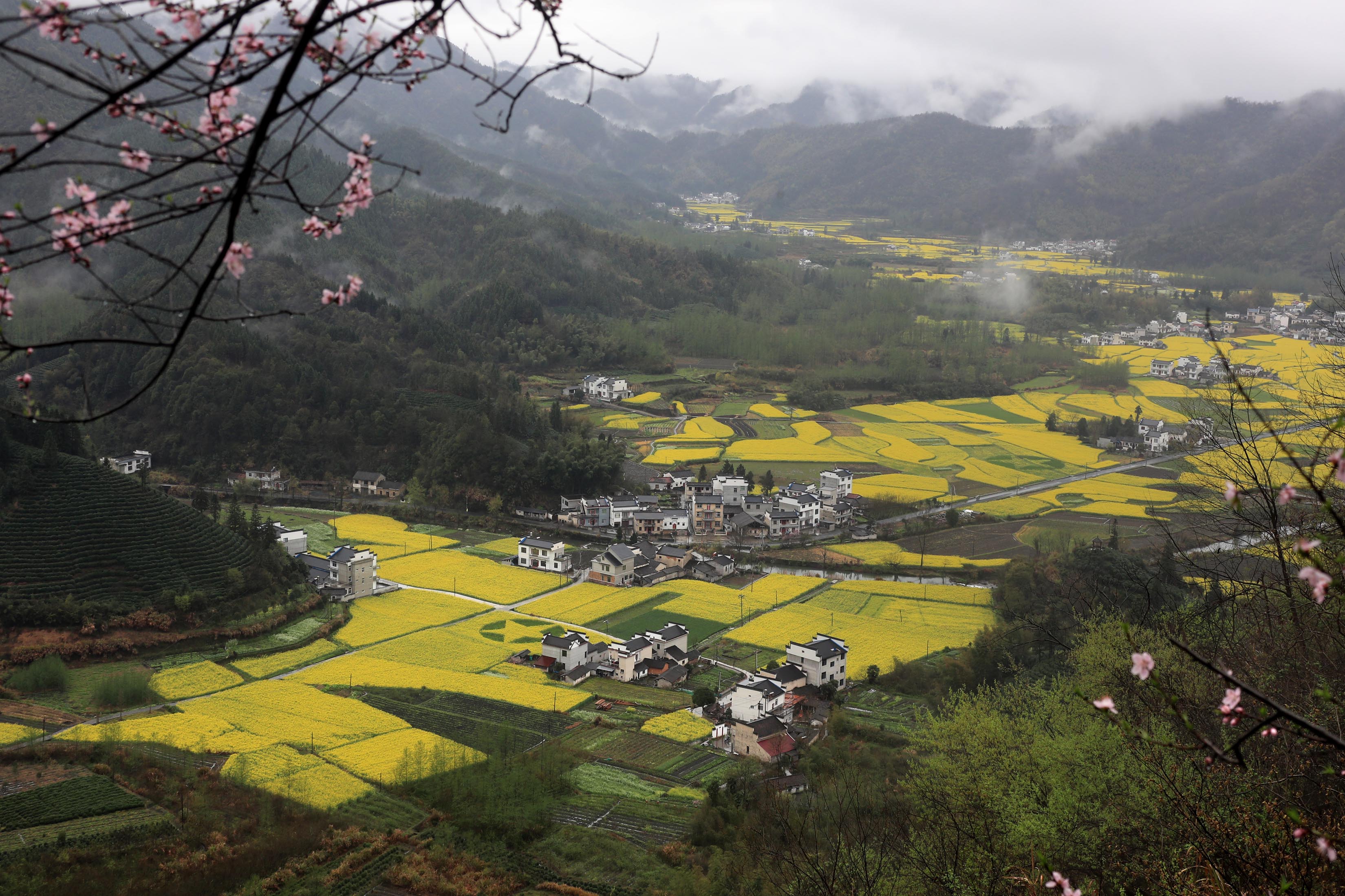 蓝田村油菜花图片