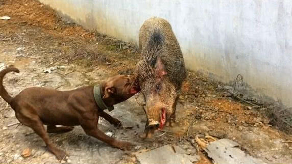 比特犬勇鬥野豬,眼看狗狗要失敗,主人連忙背後打冷槍!