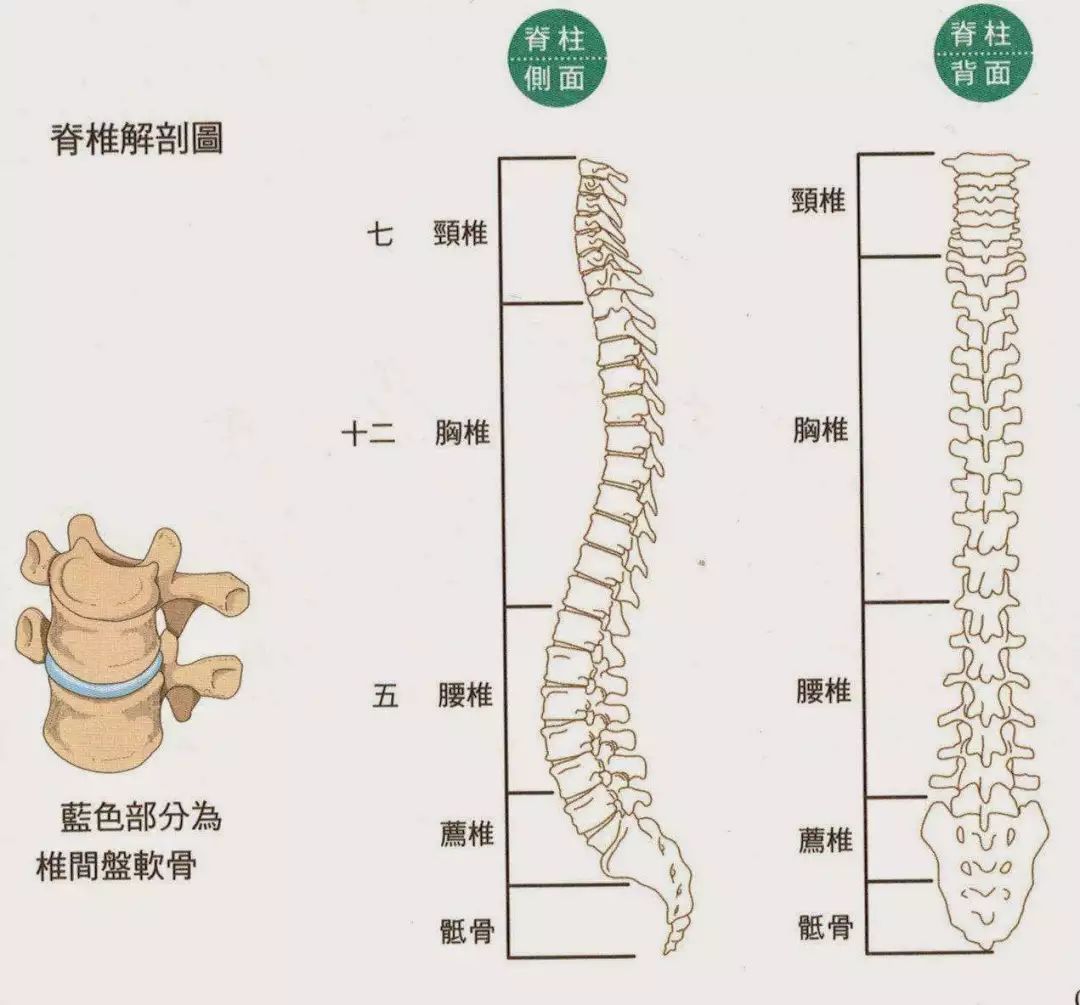 人体的脊椎由若干椎骨构成