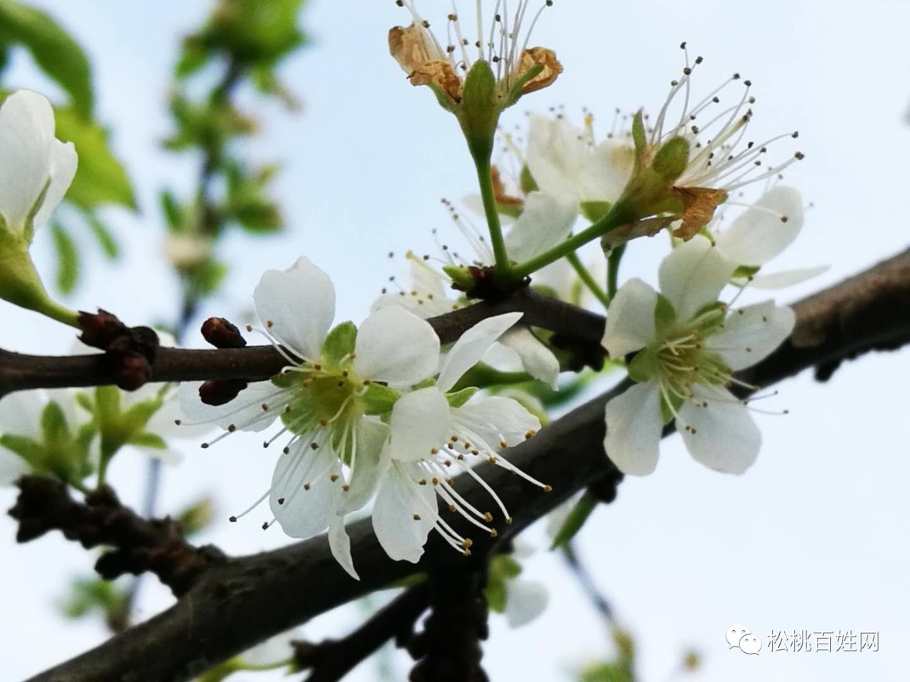 李花就像百花叢中的