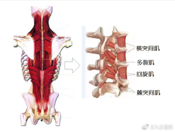 脊柱肌肉解剖图详细图图片