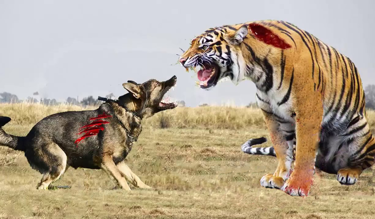 一獒战三狼纯种藏獒真敢跟野生的虎狼搏斗吗