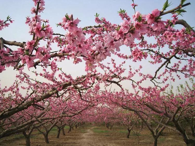 深州蜜桃花期预报最佳观赏期4月6日至13日