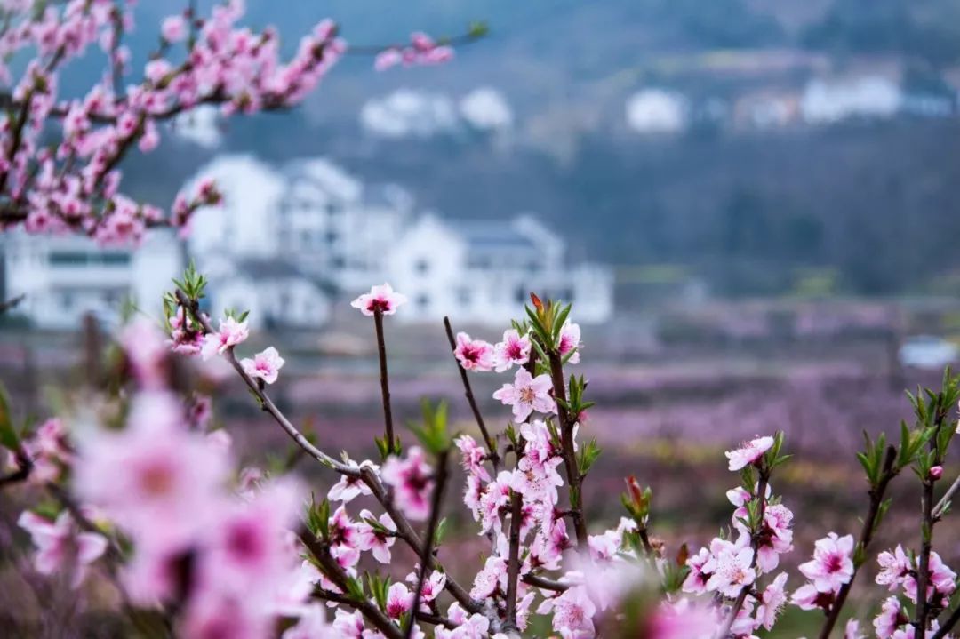 桃花灿烂,游客爆满,今天大青山这么热闹……